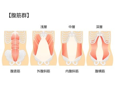 腹筋群。腹直筋、外腹斜筋、内腹斜筋、腹横筋。インナーマッスル