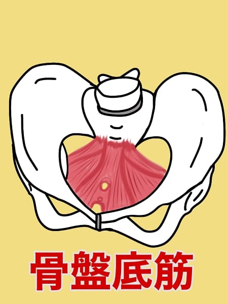妊活に効果的（骨盤底筋）